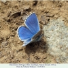 polyommatus bellargus talysh male1